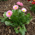 Bellis Perennis